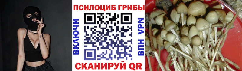 OMG зеркало  Усмань  Галлюциногенные грибы Psilocybine cubensis 